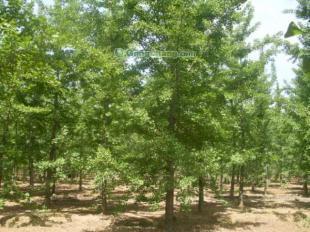 供应银杏树|银杏树价格-邳州市园林局银杏苗木示范基地_传媒、广电_世界工厂网中国产品信息库