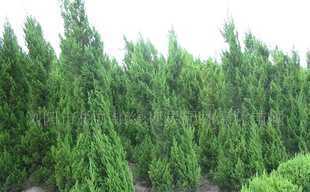 绿视界苗木供应湖南绿化苗木-松柏-桧柏-蜀桧_农副产品_世界工厂网中国产品信息库