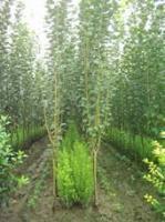 供应西俯海棠,西俯海棠价格,江山花卉苗木基地_纺织、皮革_世界工厂网中国产品信息库