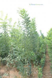 供应速生国槐行情查询,请咨询沐杉苗木_农副产品_世界工厂网中国产品信息库