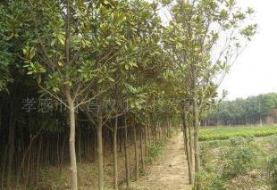 供应出售湖北武汉绿化苗木,胸径6-7公分广玉兰_农副产品_世界工厂网中国产品信息库