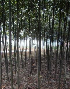 枇杷小苗 实生枇杷树苗 枇杷苗木 绿化树苗木 桂花_农副产品_世界工厂网中国产品信息库