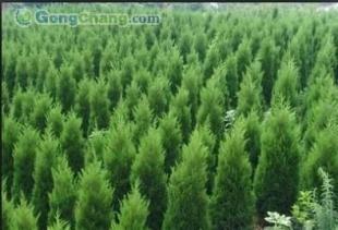 供应供应侧柏 侧柏苗木 山东侧柏苗木基地-青州桂竹园艺场_农副产品_世界工厂网中国产品信息库