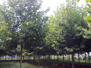 供应1公分法桐树苗批发价格首选七号苗木_农副产品_世界工厂网中国产品信息库