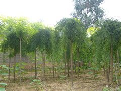 供应{最新产品}天津红叶杨 红叶杨价格 红叶杨批发-【绿源苗木】_农副产品_世界工厂网中国产品信息库