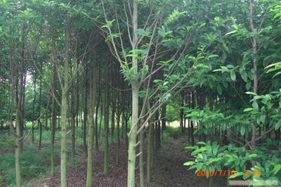 给上海苗木批发的苗木-苗木品种留言_产品询价_询价留言