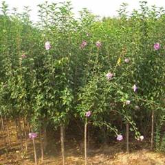 木槿苗木基地供