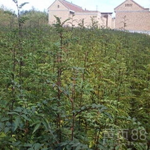 【百色易成活花椒苗怎么样】- 