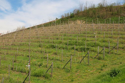 花卉 苗木 果树主要使用哪些肥料和农药