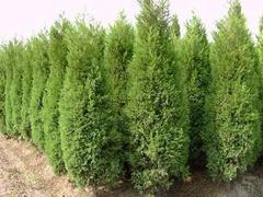 为您推荐具有口碑的侧柏 _广西侧柏图片|为您推荐具有口碑的侧柏 _广西侧柏产品图片由青州市洺瑜花卉苗木家庭农场公司生产提供-