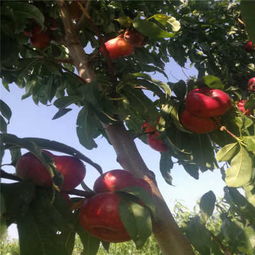 新闻 黄骅春雪桃树苗厂家直销