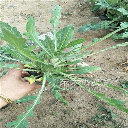 宿根花卉厂家 石河子宿根花卉 华茂花卉苗木图片