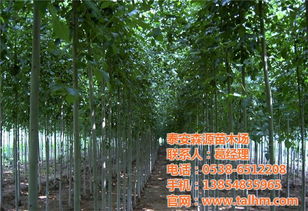 鸡西市法桐 2米高速生法桐小苗 腾源苗木 优质商家 高清图片 高清大图