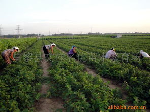 昌黎县文祥名优苗木繁育场 果树产品列表