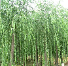 新疆红柳 甘肃优质红柳批发