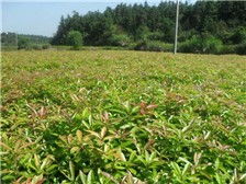 江西金鑫杉树苗定南县基地产品展示