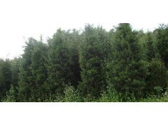 武夷山哪里有罗汉松 供应产品 泉州永春永茂苗木专业合作社