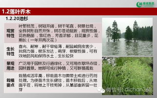 绿城集团园林软景苗木图谱 全套