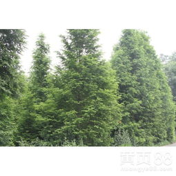 【水杉行道树绿化苗木,水杉10-12公分,园林绿化苗木】- 