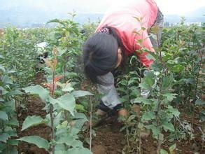 嫁接工人.果树嫁接工人.苗木嫁接工人.山东苗木果树嫁接工人.