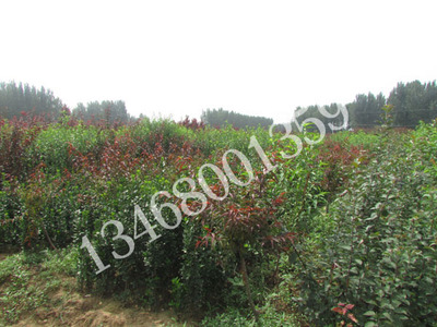 厂家直销北海道黄杨图片|厂家直销北海道黄杨产品图片由泰安市新叶苗木供销合作社公司生产提供-