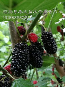 湖北果桑苗品种供应齐全 果桑种植技术包教厂家,湖北果桑苗品种供应齐全 果桑种植技术包教厂家生产厂家,湖北果桑苗品种供应齐全 果桑种植技术包教厂家价格