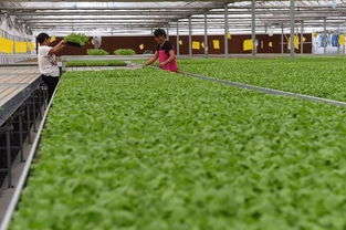 交大出品生态鸡毛菜已在城市超市上架 标价20元一斤