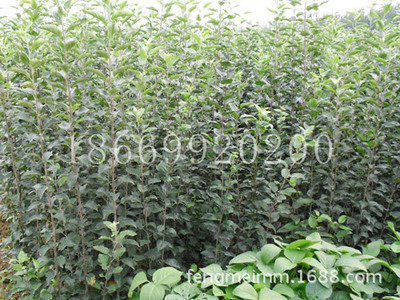 丰美苗木供应 柱状苹果成苗 其他果树成苗 - 丰美苗木供应 柱状苹果成苗 其他果树成苗厂家 - 丰美苗木供应 柱状苹果成苗 其他果树成苗价格 - 河东区丰美苗木繁育场 - 