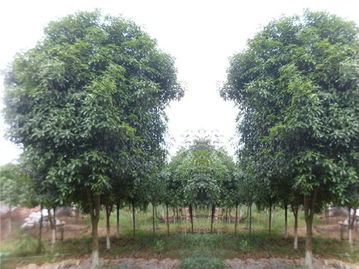 广西哪里供应的桂花树价格优惠 桂林绿康绿化苗木基地 金球桂,八月桂,桂花树,状元红,四季桂