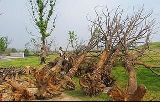 行业技术 苗木验收的关键要点