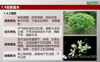 绿城集团园林软景苗木图谱 全套