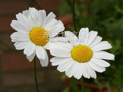 重庆草花 草花厂家 君诚花卉苗木图片