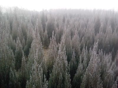 桧柏价格 桧柏供应_农副产品_世界工厂网