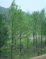 湖南苗木销售中心供应乐昌含笑、红花木莲、火力兰_农副产品_世界工厂网中国产品信息库