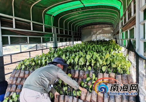 海垦龙江农场公司复工复产按下 快进键 精品苗木远销省内外