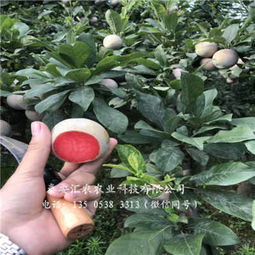 新闻 红河绿春四月李子树苗厂家