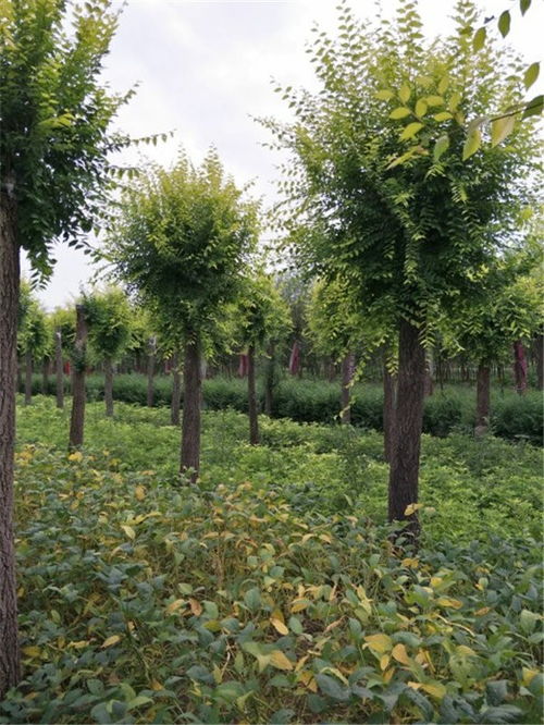 古交12公分金叶榆13公分金叶榆分布范围