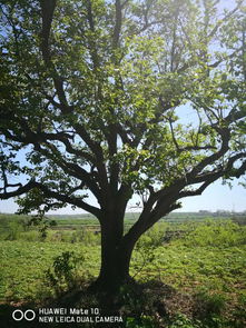 苗木通新晋会员山西南军伶 用心经营,品质至上,专供精品苗木