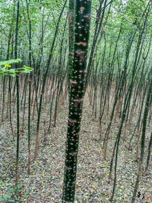 精品苗木推荐 公司相册 河南郑州新密市风尚种植专业合作社