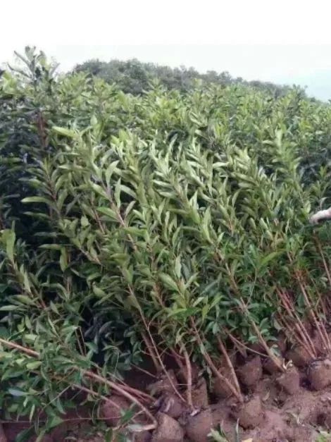 恭喜盐城经济技术开发区鸣沁农产品经营部入驻苗木通 专供精品苗