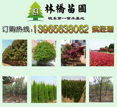 【延安绿化苗木批发_延安绿化苗木网_延安绿化苗木批发苗木价格】价格_厂家_图片 -