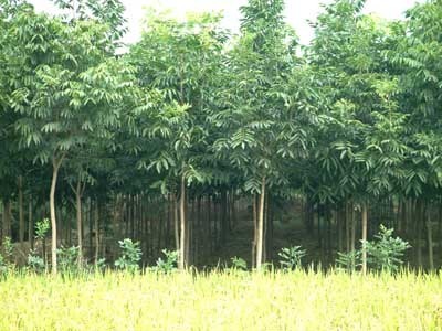 无患子-浙江省安吉大地绿化苗木场(产品图片)-产品库-中国花木网