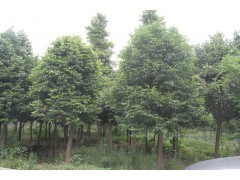 供应熟货天竺桂 天竺桂苗木 10-20公分天竺桂 成都万树|乔灌木|绿化苗木|供应信息|597苗木网