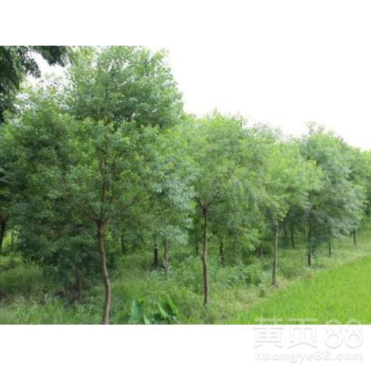 【天津乌桕苗木批发价格】- 
