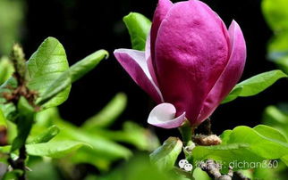 绿城集团园林软景苗木图谱 全套