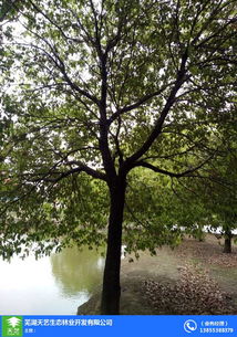 苗木,苗木农场,大叶女贞苗木批发