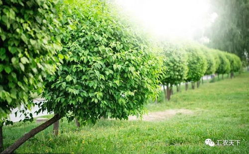 2019苗木市场分析 园林绿化对苗木的新要求