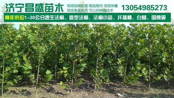 1公分法桐2公分法桐价格价格 厂家 图片