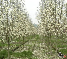 春辉园林苗木精品展示