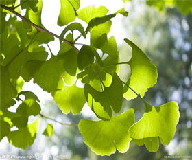出售银杏 银杏 泰安银杏苗木基地